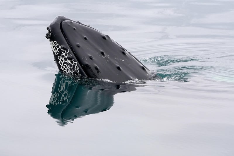 Hawaii Humpback Whales